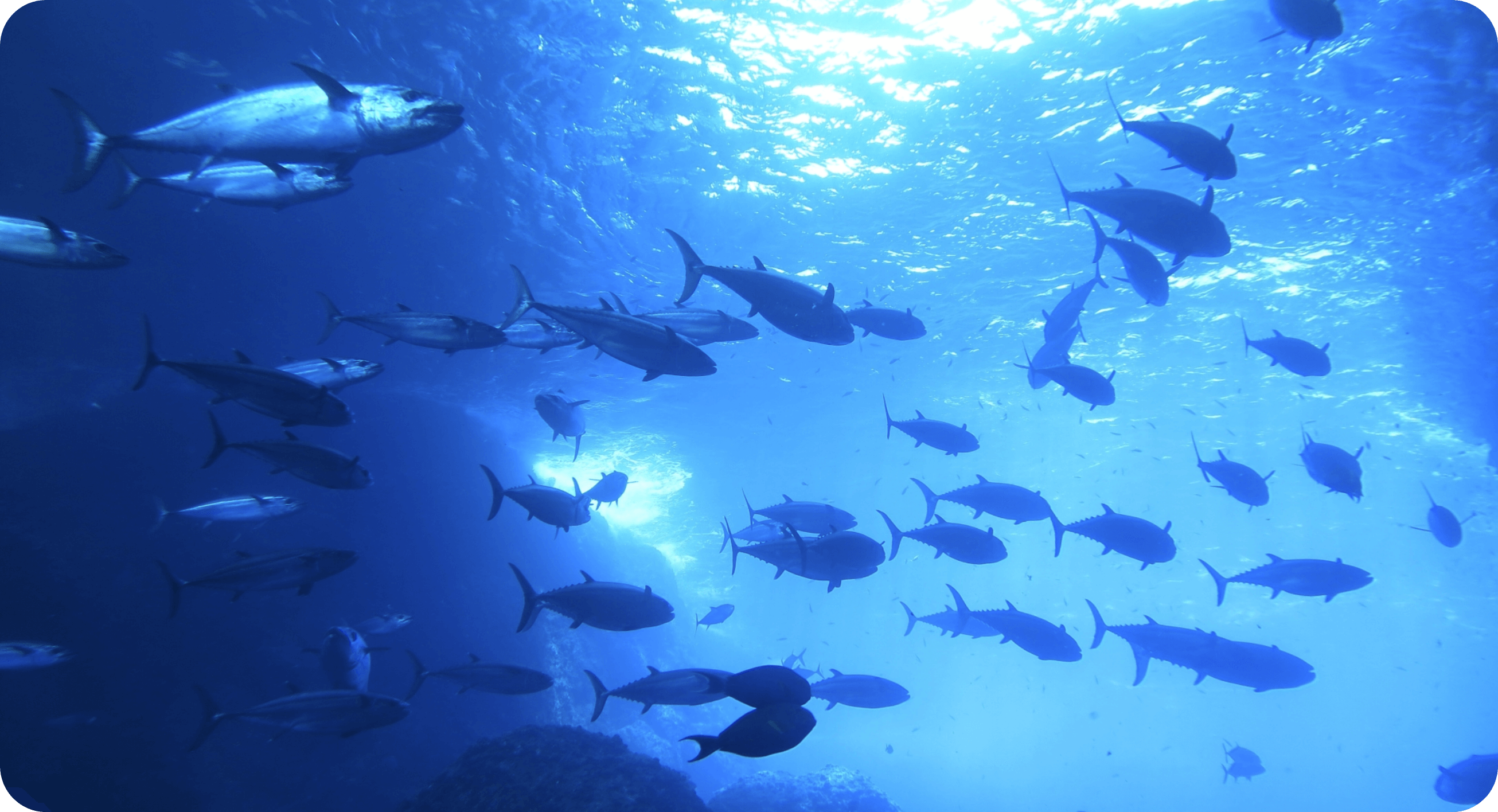 ファーストビュー 魚と水面