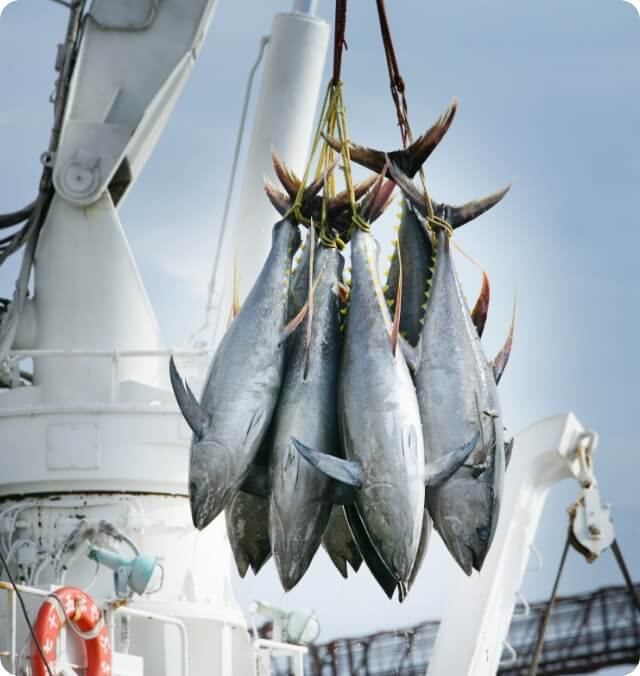 釣り上げられたまぐろ